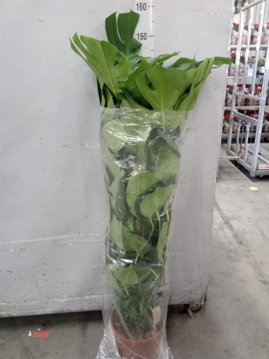 <h4>Monstera delic.</h4>