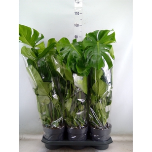 Monstera delic.