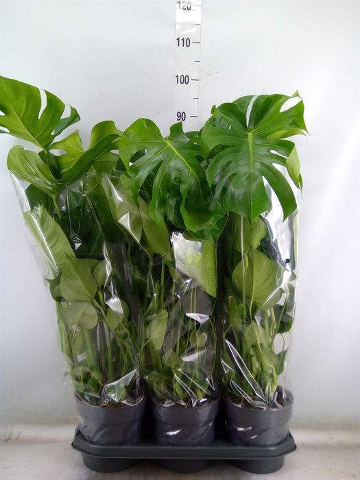 <h4>Monstera delic.</h4>