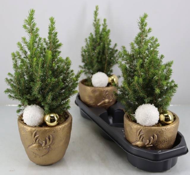 <h4>ARR PICEA GL PERFECTA GOLD RENDEER</h4>