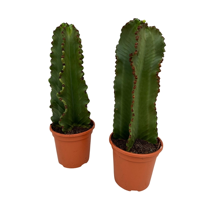 <h4>Euphorbia ingens P18</h4>