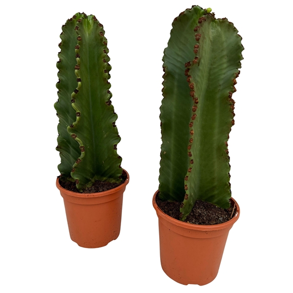 Euphorbia ingens P18