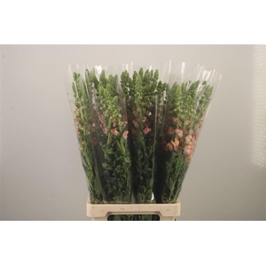 Antirrhinum It. Orange