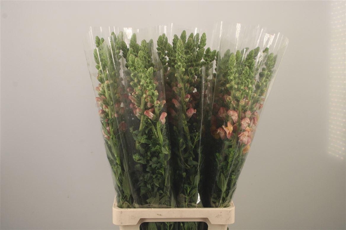 <h4>Antirrhinum It. Orange</h4>