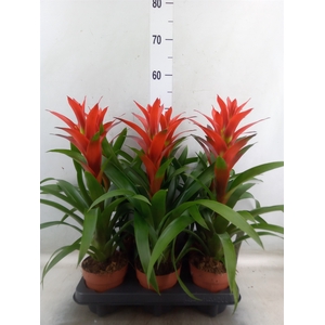 Guzmania  'Ostara'