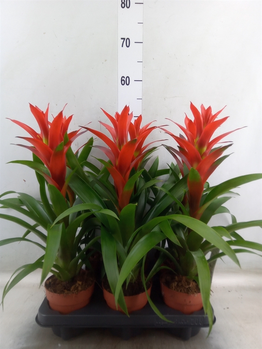 <h4>Guzmania  'Ostara'</h4>