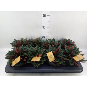 Peperomia caperata 'Rosso'