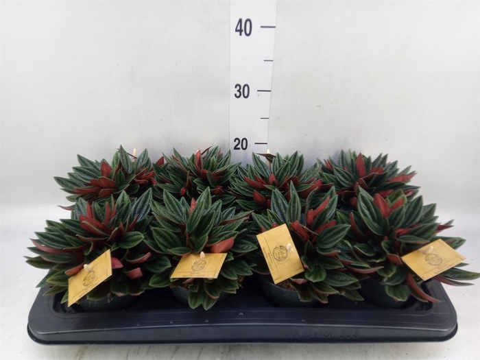 <h4>Peperomia caperata 'Rosso'</h4>