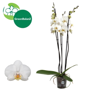 ColorZ - Wit 3 tak 18+/75