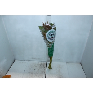 AMARANTHUS DOBRADO 060 CM BRONZE