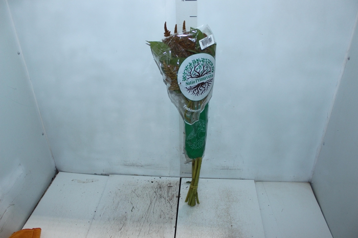 <h4>AMARANTHUS DOBRADO 060 CM BRONZE</h4>