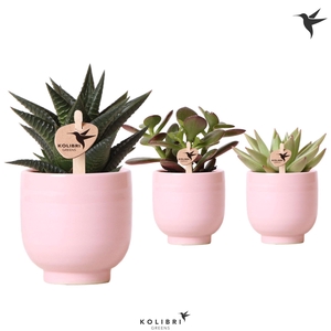 Kolibri Greens Succulenten mix in Glazed pot pink