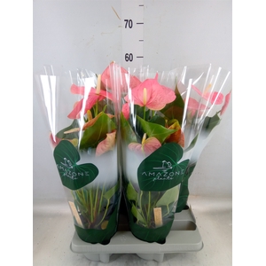 Anthurium andr. 'Colorado'