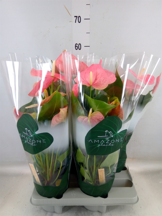 <h4>Anthurium andr. 'Colorado'</h4>