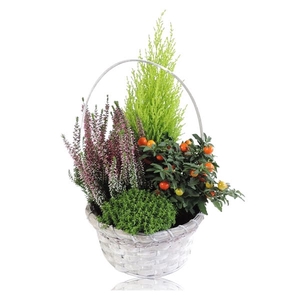 Arrangement in Mand Jakarta Met Hengsel 20 cm