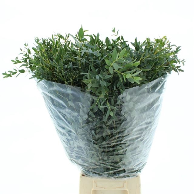 <h4>EUC PARVIFOLIA P BS</h4>