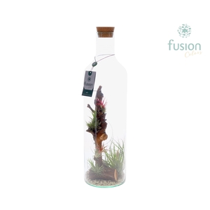 Green Bottle Fles Large met Tillandsia Air plants