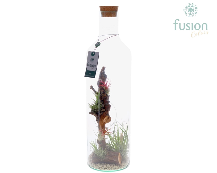 <h4>Green Bottle Fles Large met Tillandsia Air plants</h4>