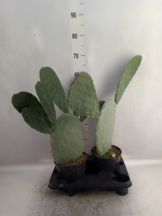 <h4>Opuntia</h4>