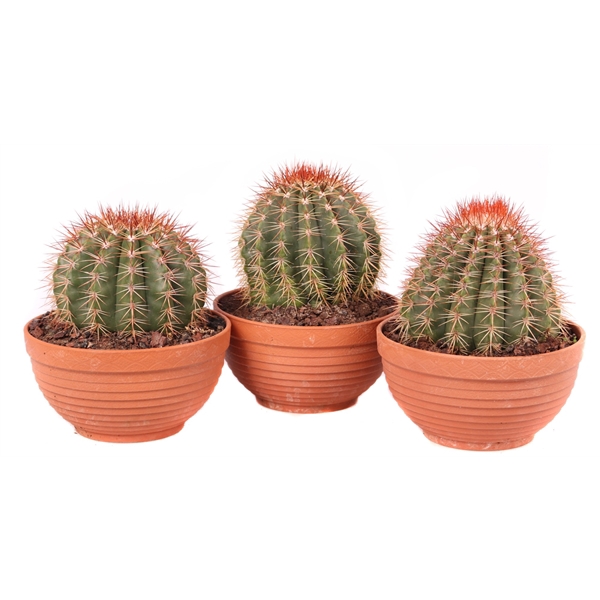 <h4>Melocactus broadwayi 20 cm in schaal</h4>