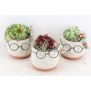 arr4 Semp JS - Ker. face glasses mix x6