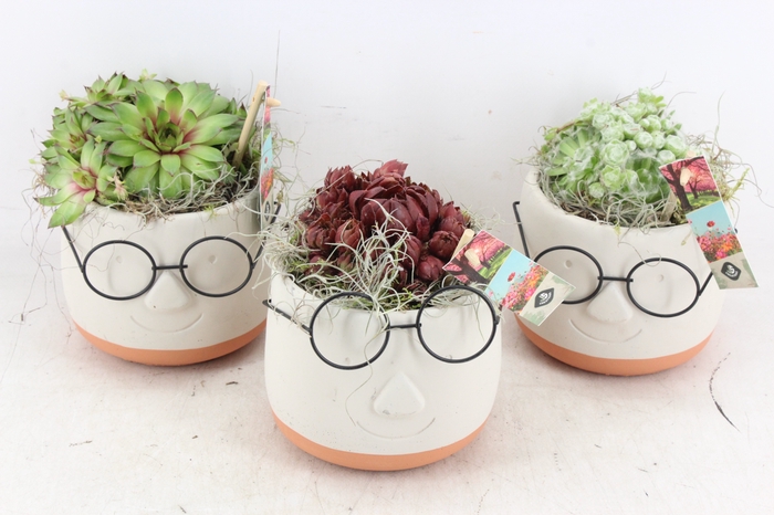 <h4>arr4 Semp JS - Ker. face glasses mix x6</h4>