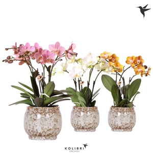 Kolibri Orchids Phalaenopsis Jewel mix 4 spike in Safari pot