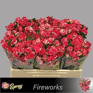 Rosa spray fireworks