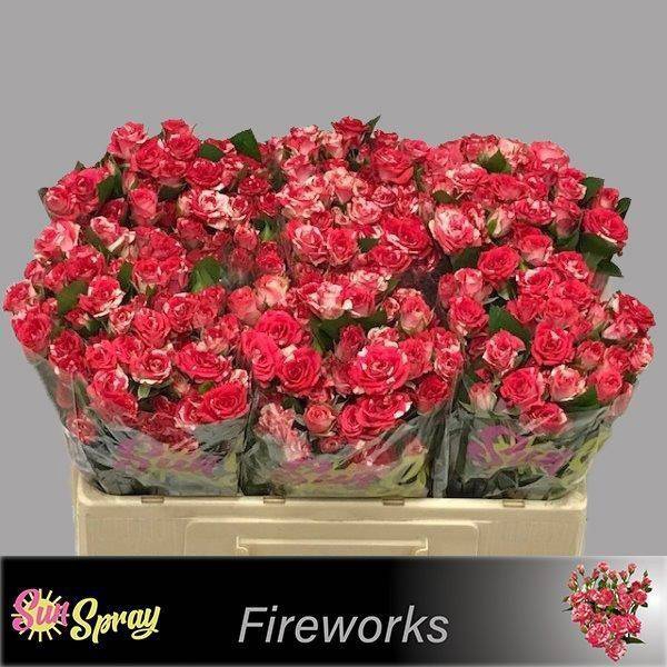 <h4>Rosa spray fireworks</h4>