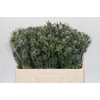 Eryngium Silver Dynamite