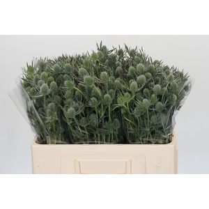 Eryngium Silver Dynamite