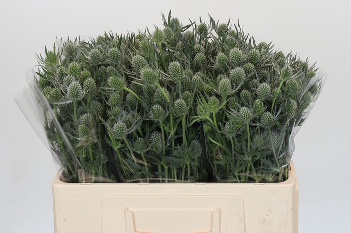 <h4>Eryngium Silver Dynamite</h4>