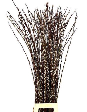 <h4>T Salix Wilgenkatjes 120cm</h4>