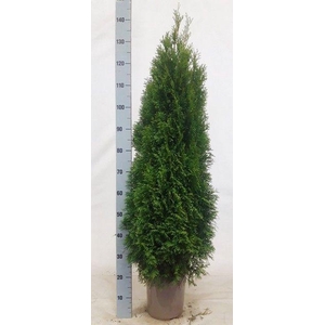THUJA O SMARAGD