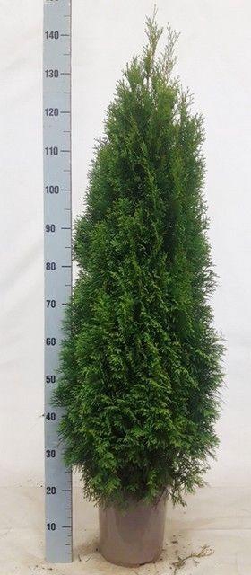 <h4>THUJA O SMARAGD</h4>