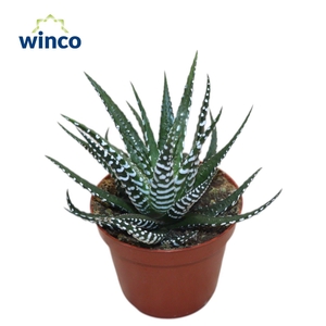 Haworthia Fasciata Big Band