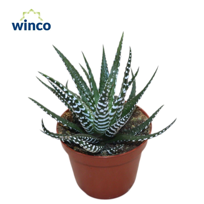 <h4>Haworthia Fasciata Big Band</h4>