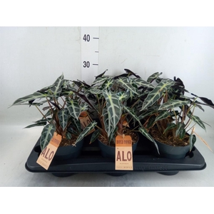 Alocasia  'Bambino Arrow'