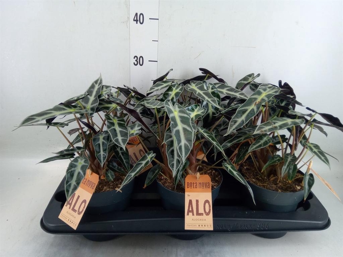 <h4>Alocasia  'Bambino Arrow'</h4>