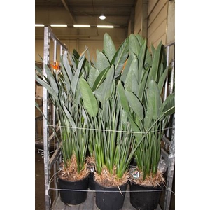 Strelitzia Regin Bl 2-3 Bloemen