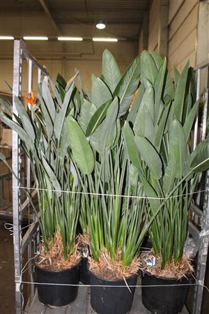 <h4>Strelitzia Regin Bl 2-3 Bloemen</h4>