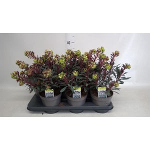 Euphorbia  'Miners Merlot'
