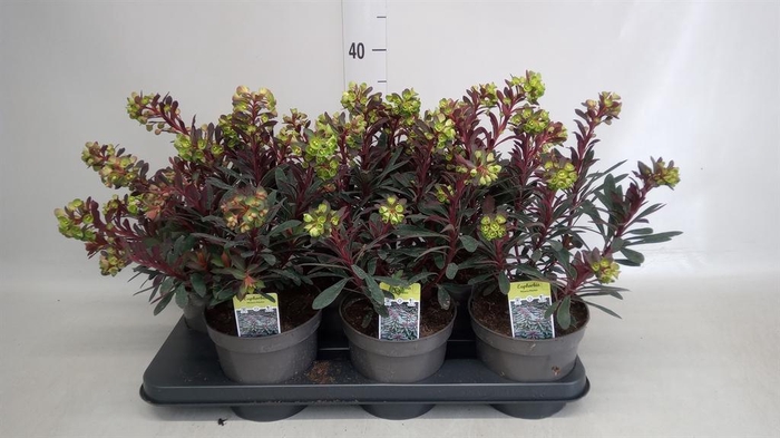 <h4>Euphorbia  'Miners Merlot'</h4>