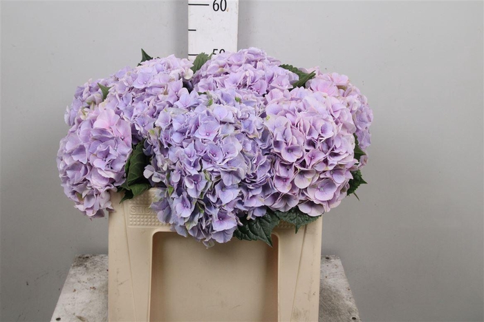 <h4>Hydr M My Minerva</h4>