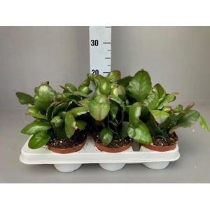 Rhipsalis Rubra