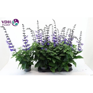 SALVIA BLACK & BLOOM
