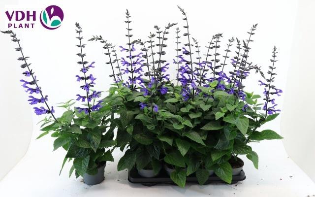 <h4>SALVIA BLACK & BLOOM</h4>