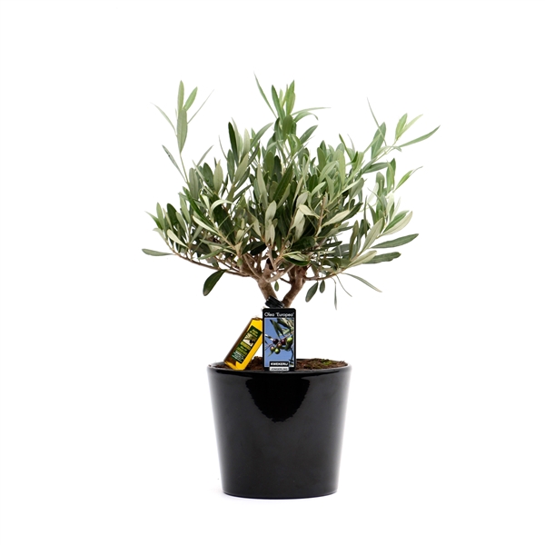 <h4>Olea Olijf in Keramiek Roma</h4>