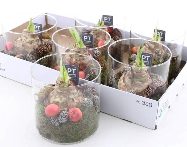 <h4>ARR BOL KNOLGEWAS</h4>