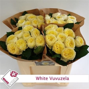R Gr White Vuvuzela